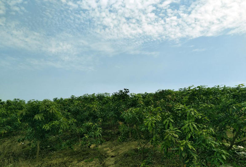 愛普豐澤晟華：為農服務，我們是快樂的