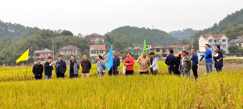 惠多利參與的省重點研發(fā)項目減氮15%水稻畝產增加28%